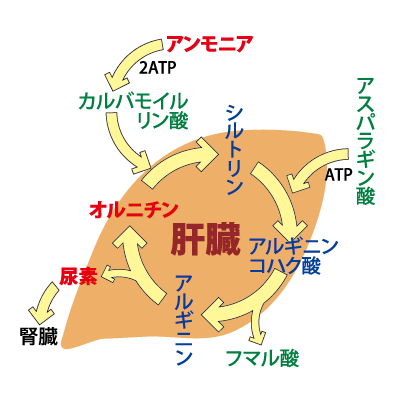 私たちの体をつくるもの
