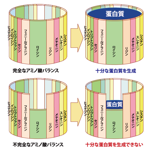 アミノ酸のバランス